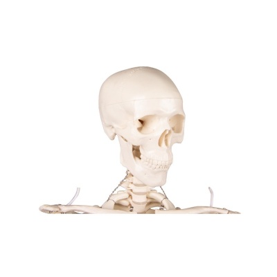 Miniature Model Skeleton Tom